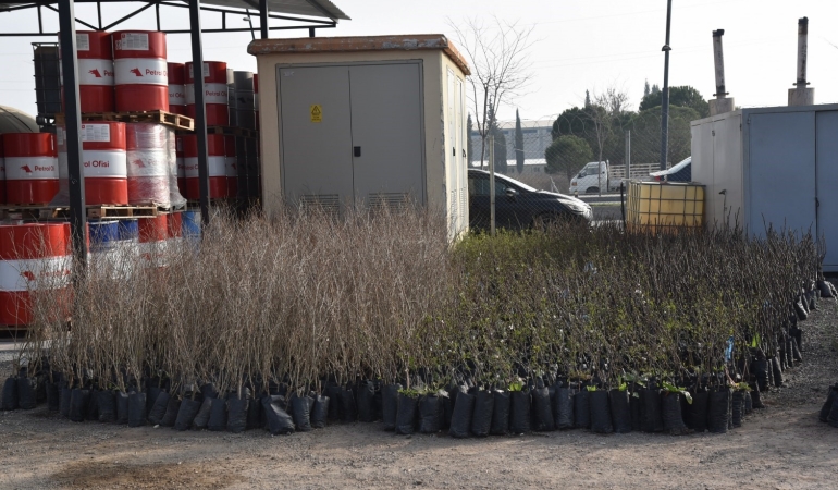 Yunusemre Belediyesi fidan dağıtacak