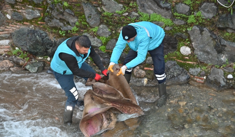 Büyükşehir ve MASKİ’den Çaybaşı Deresi’nde Hummalı Çalışma