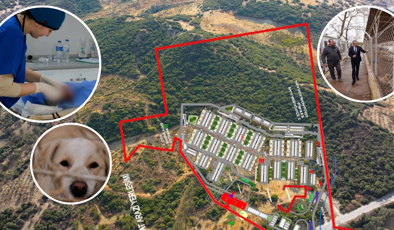 Ayvalık Belediyesi sokaktaki can dostların da yanında