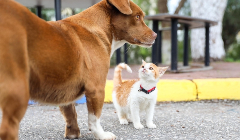 Buca’nın Mucize si yuvasına kavuştu