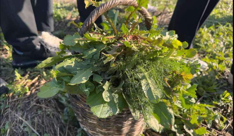 Urla’da Yenilebilir Yabani Otlar etkinliği
