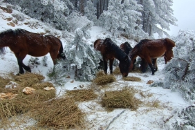 spil dağı yılkı atlar