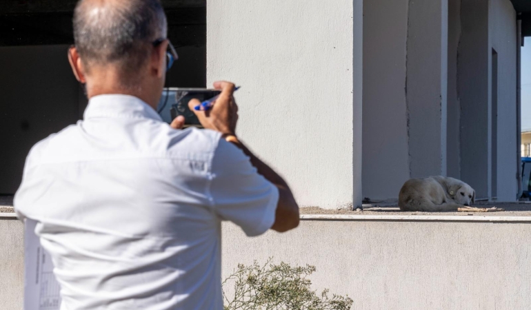 11 ilçede sahipsiz hayvan sayımı tamamlandı