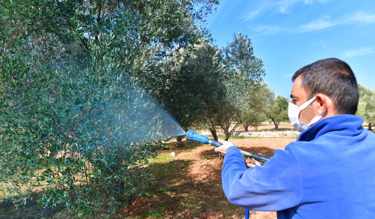 Zeytin üreticisine “ilaç” oldu