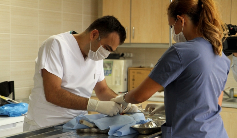 Karşıyaka Belediyesi’nden toplu kısırlaştırma hamlesi