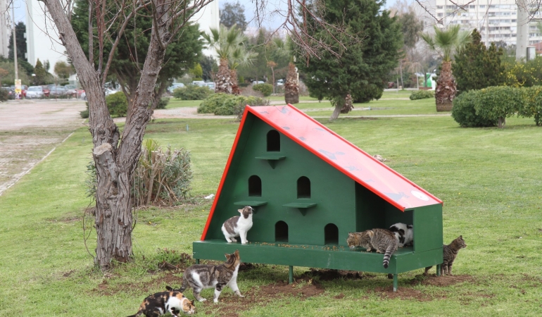 Karşıyaka Belediyesi’nden sahipsiz hayvanlar için özel ve örnek uygulama