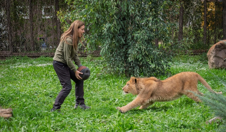 İzmir’de bir çiftlikten kurtarılan yavru aslan koruma altına alındı