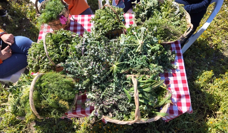 Geleneksel Mart Dokuzu Urla Ot Bayramı Başlıyor