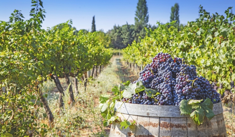 Urla ve Bozcaada’dan gastronomide güç birliği