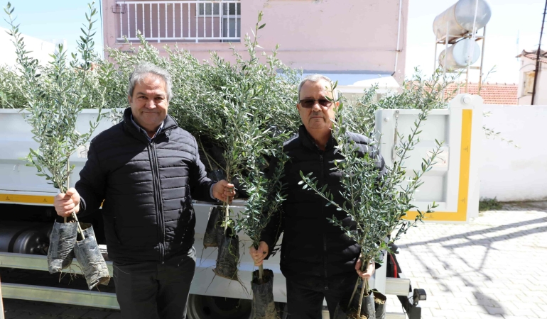 Urla’da zeytin seferberliği 20 mahalleye fidan desteği