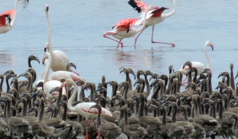 Flamingoların büyüleyici dünyası Bornova’da