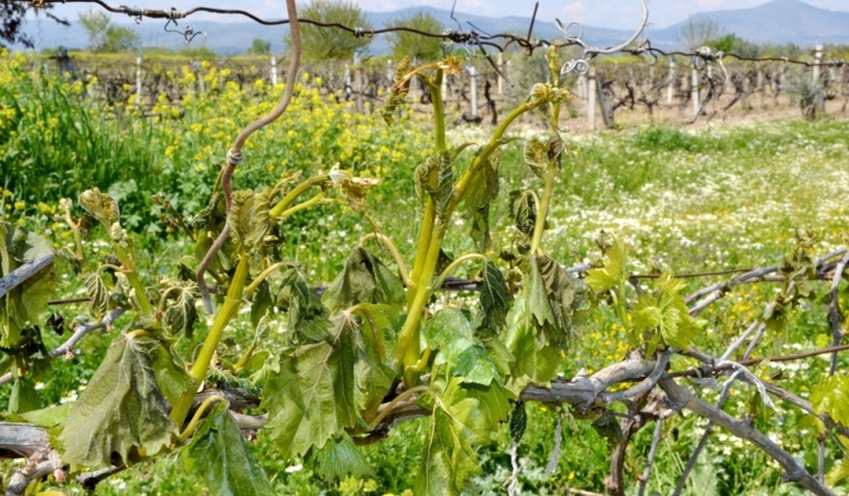 Manisa’da zirai don üzüm bağlarını vurdu: Üreticiler afet bölgesi ilanı istiyor