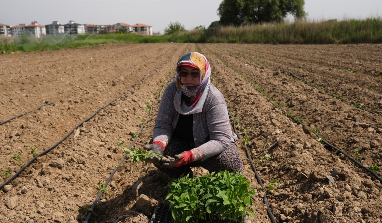 Ayvalık’ta Tarımdan Sofraya Kadın Eli Değiyor.