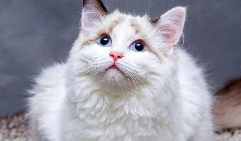 Kedilere Kemik Verilir mi? Uzmanlar Uyarıyor: Sokak Kedileri İçin Ölümcül Olabilir!