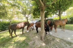 manisa yılkı atları