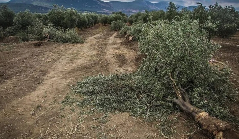 Manisa Kültür ve Tabiat Varlıklarını Koruma ve Çevre Derneği: Zeytinimize dokunma