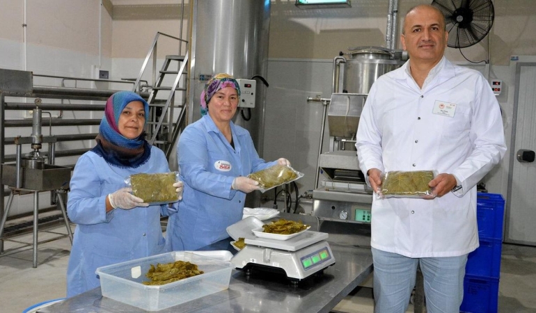 Yaprak deyip geçmeyin Manisa’daki coğrafi işaretli asma yaprağı dünya sofralarının lezzeti