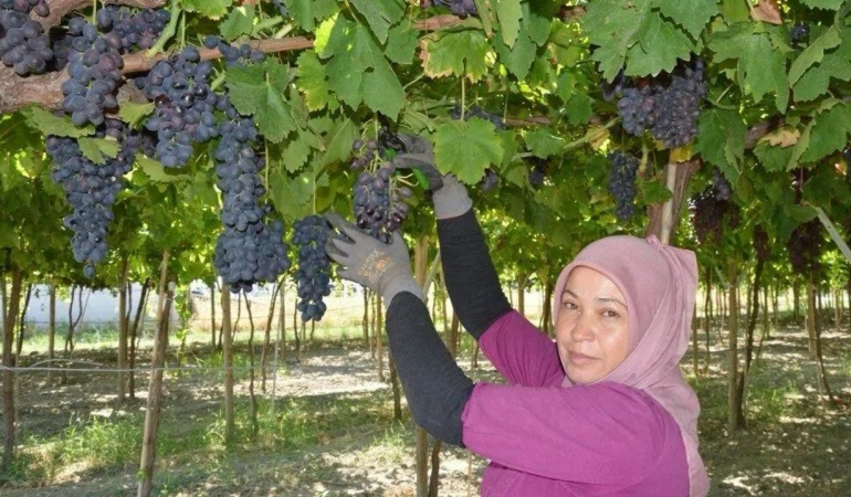 Manisa’da ilk üzüm hasadı Spil Karası ile başladı