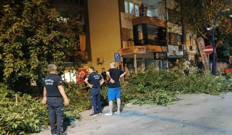 Asırlık dut ağacı dövdesinde iki ayrıldı: Park halindeki araçlar altında kaldı