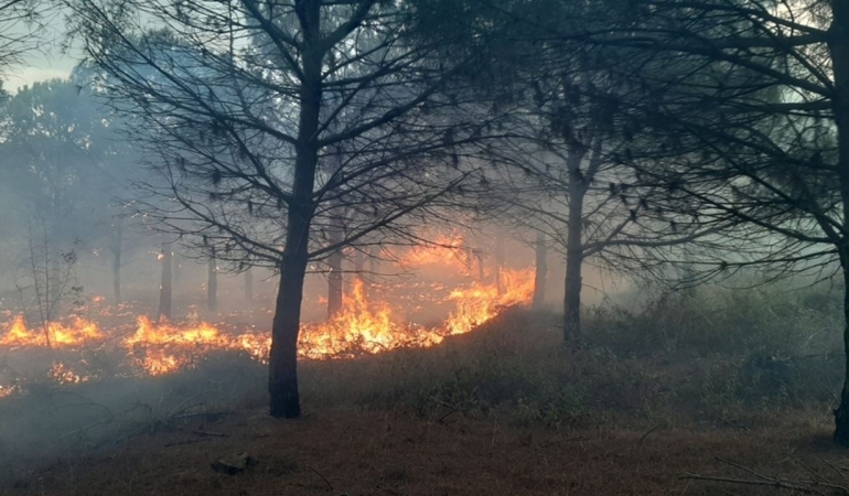 Aydın’da zeytinlik ve ormanlık alanda çıkan yangına müdahale sürüyor