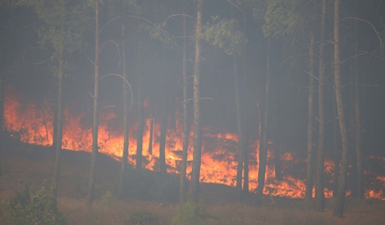 Köyceğiz’de çıkan orman yangınına müdahale ediliyor