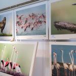 Foça'da Gediz Deltası sergisi ve kuş karikatürleri yarışması ödülleri sahiplerini buldu