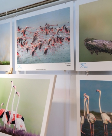 Foça'da Gediz Deltası sergisi ve kuş karikatürleri yarışması ödülleri sahiplerini buldu