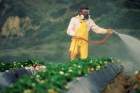 Greenpeace Pestisit Davasını Kazandı: Mahkeme Analiz Sonuçlarının Açıklanmasına Hükmetti