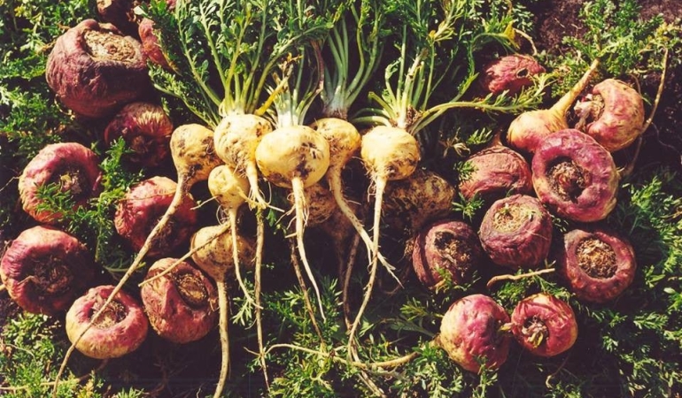 Adamotu Nedir? Faydaları ve Kullanımı