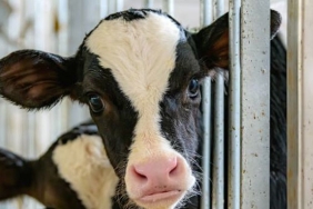 dana inek deli dana nedir