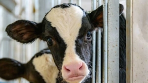 dana inek deli dana nedir