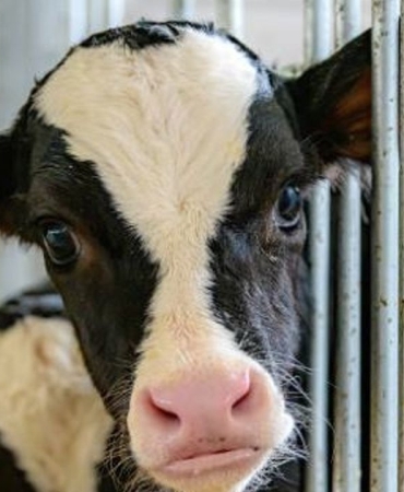 dana inek deli dana nedir