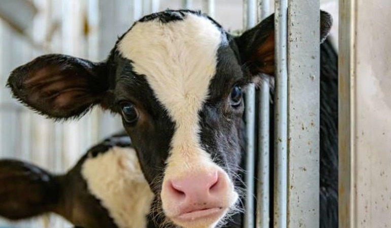 Deli Dana Hastalığı (BSE) Geri Mi Dönüyor? Ölümcül Virüsün Belirtileri, Bulaşma Yolları ve Korunma Yöntemleri