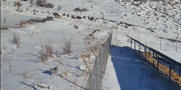 Kayseri'de yaylada gezen 3 vaşak güvenlik kamerasınca görüntülendi