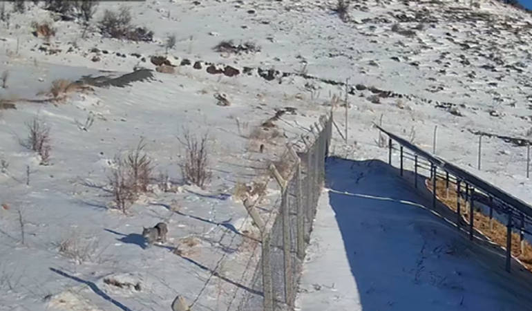 Kayseri’de yaylada gezen 3 vaşak güvenlik kamerasınca görüntülendi