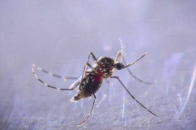 Kışın sivrisinek bitmiyor: İklim değişikliği tropikal türleri Türkiye'ye getirdi