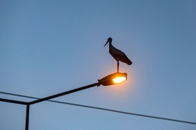Küresel ısınma Iğdır'daki leyleklerin göç alışkanlığını değiştirdi