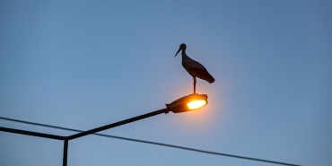 Küresel ısınma Iğdır'daki leyleklerin göç alışkanlığını değiştirdi