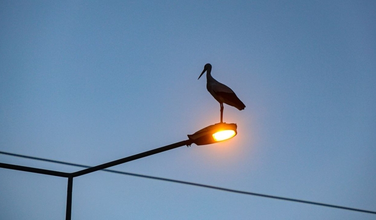 Küresel ısınma Iğdır’daki leyleklerin göç alışkanlığını değiştirdi