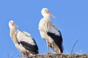 Leylekler Iğdır'a yerleşti, göçmüyor: İklim krizi mi? Yoksa besin bolluğu