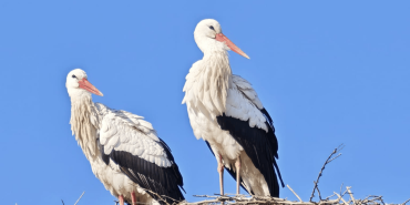 Leylekler Iğdır'a yerleşti, göçmüyor: İklim krizi mi? Yoksa besin bolluğu