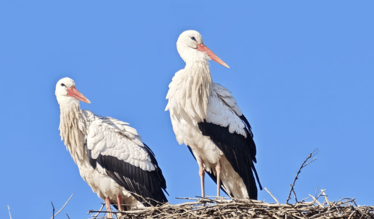 Leylekler Iğdır’a yerleşti, göçmüyor: İklim krizi mi? Yoksa besin bolluğu mu?