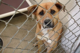 Manisa'da sahiplendiği köpekleri sokağa bırakan kişiye 172 bin lira ceza