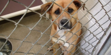 Manisa'da sahiplendiği köpekleri sokağa bırakan kişiye 172 bin lira ceza