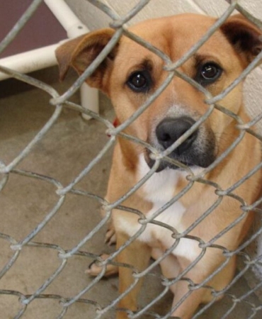 Manisa'da sahiplendiği köpekleri sokağa bırakan kişiye 172 bin lira ceza