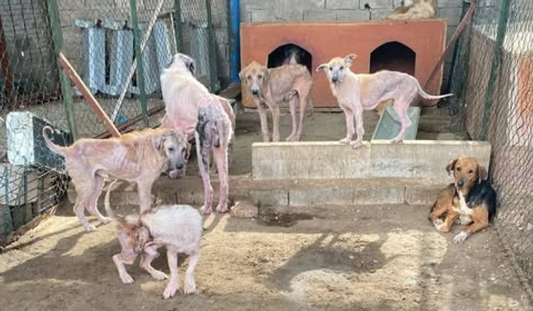Antalya Veteriner Hekimler Odası’ndan Finike’deki Rehabilitasyon Merkezi görüntülerine ilişkin açıklama