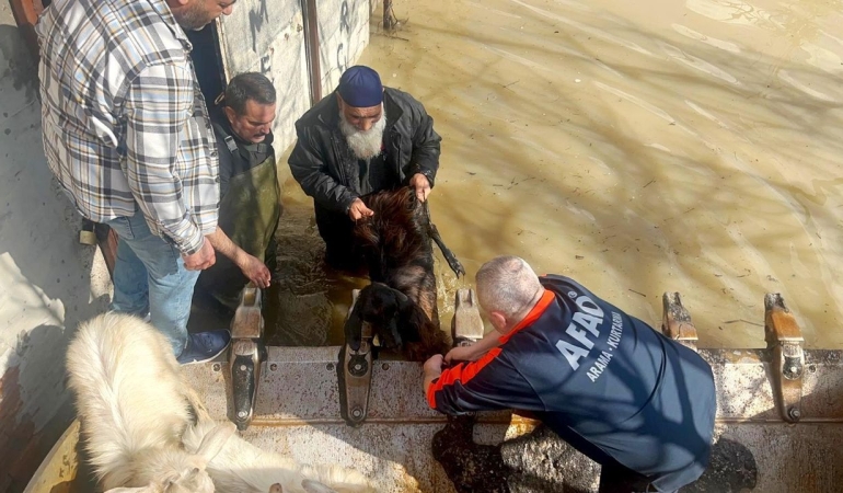 Manisa’da Gediz yatağına sığmadı; bağ evleri, besi çiftlikleri ve üzüm bağları sular altında kaldı
